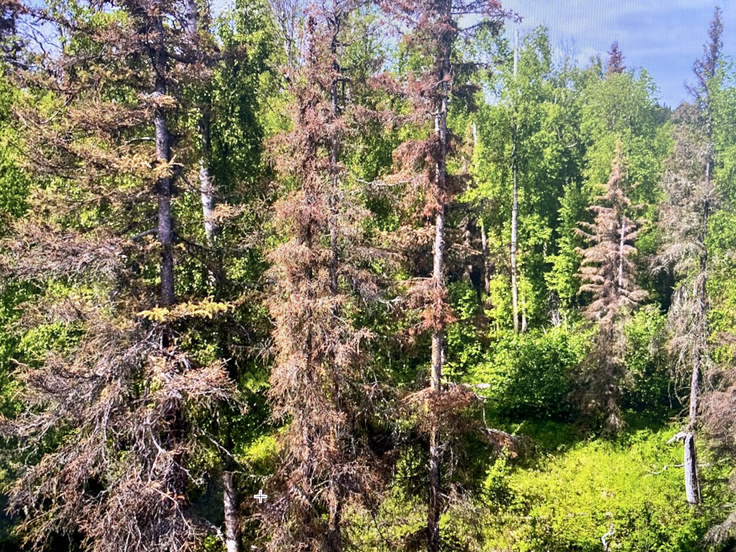 spruce beetle extermination