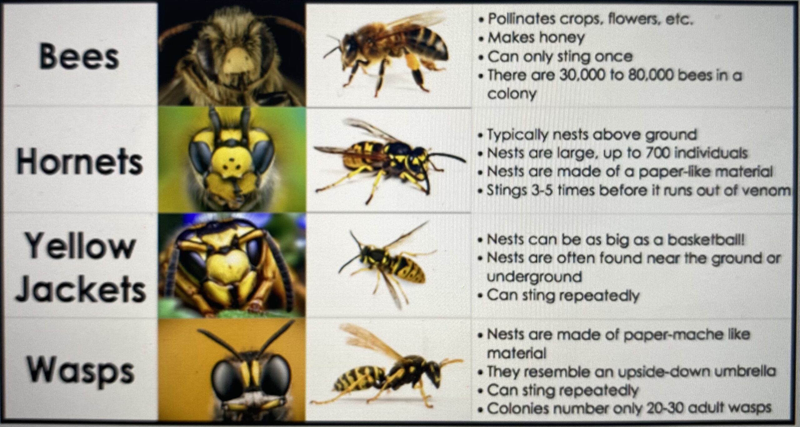 wasps, bees, yellow jackets, hornets