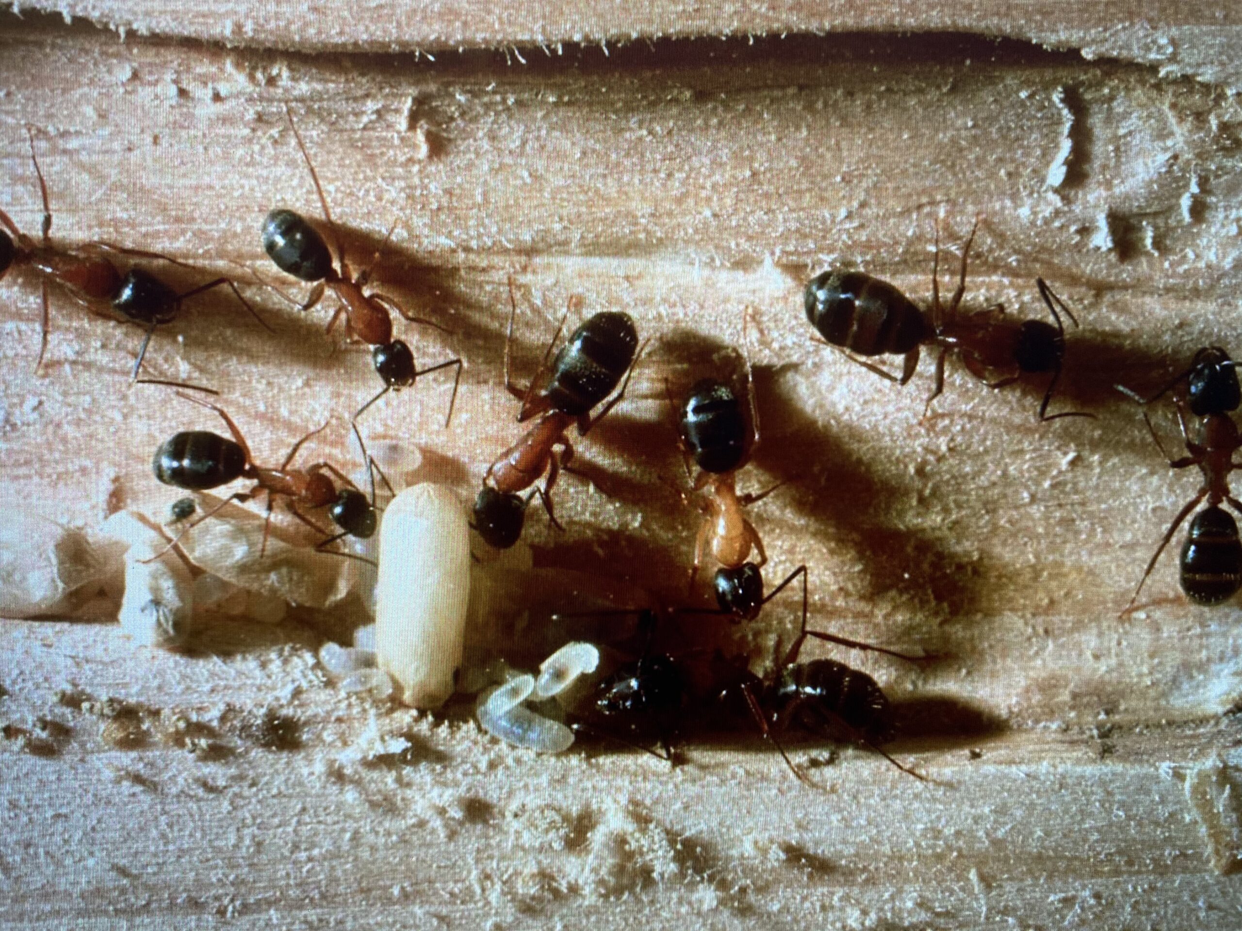 ant damage