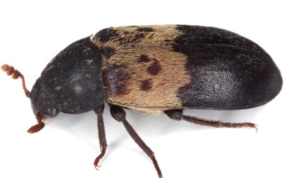 What do Larder Beetles look like and how to treat them